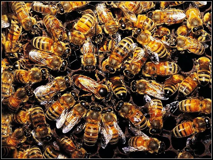 Insectos, el grupo de animales más diverso de la Tierra 001
