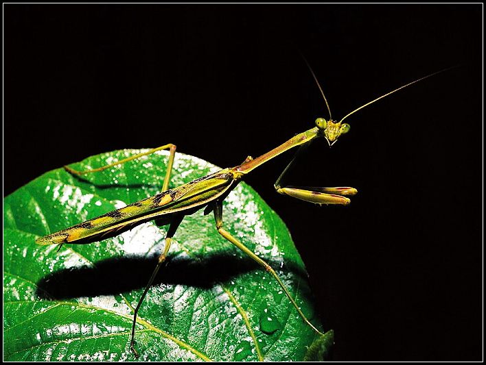 Insectos, el grupo de animales más diverso de la Tierra 004