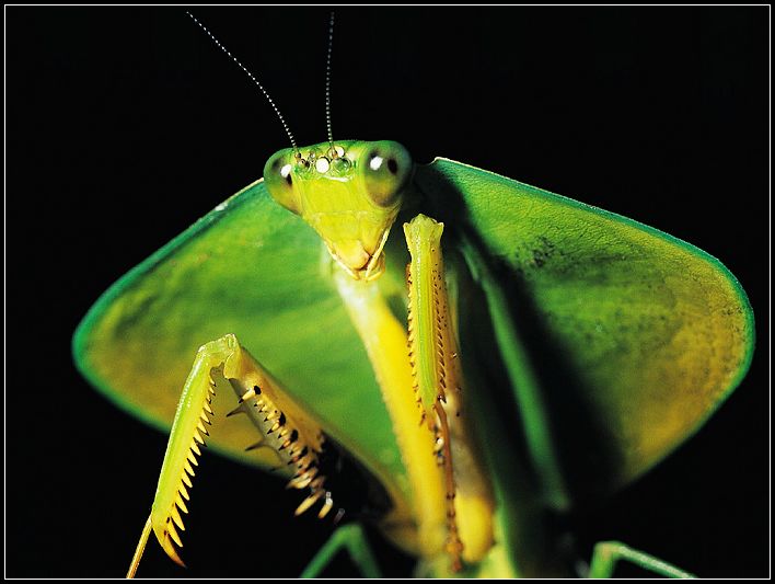 Insectos, el grupo de animales más diverso de la Tierra 005