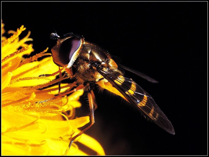 Insectos, el grupo de animales más diverso de la Tierra 007