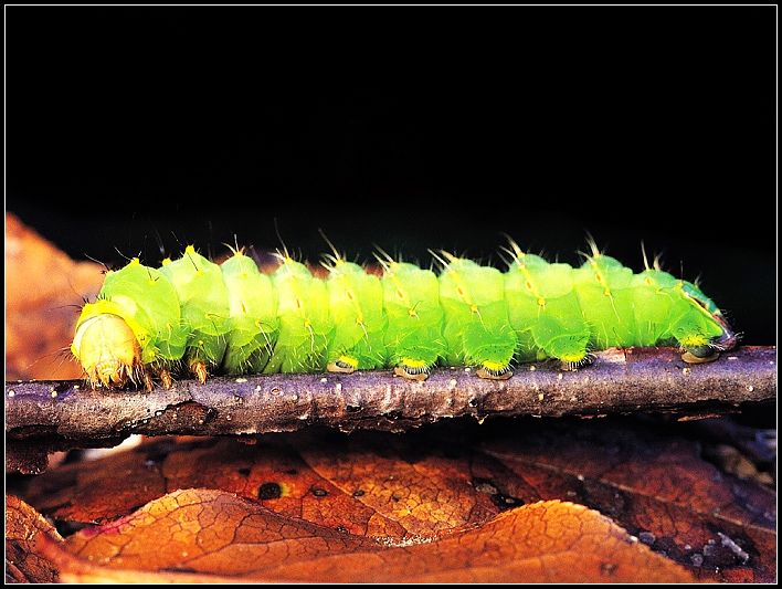 Insectos, el grupo de animales más diverso de la Tierra 009