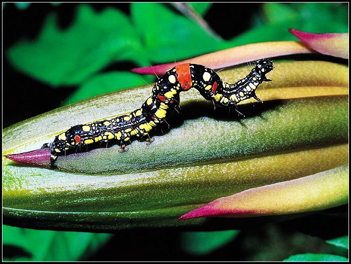 Insectos, el grupo de animales más diverso de la Tierra 012