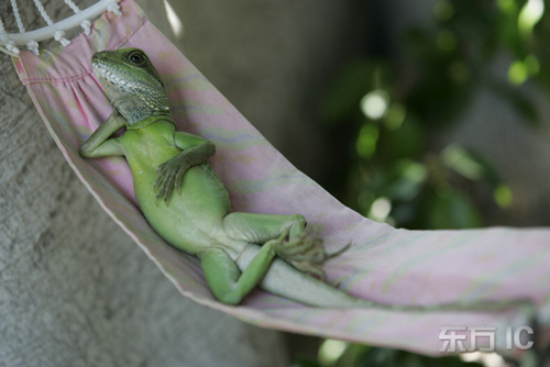 Henry Lizardlover, iguana 004