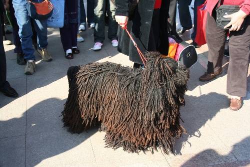 ¿Perro o zorros de trapo? 8