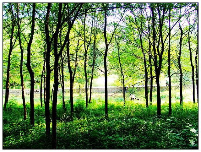Beijing 2008: Beijing aprueba nuevo parque forestal para Juegos Olímpicos 1