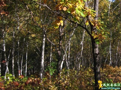 Beijing 2008: Beijing aprueba nuevo parque forestal para Juegos Olímpicos 2