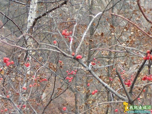 Beijing 2008: Beijing aprueba nuevo parque forestal para Juegos Olímpicos 5