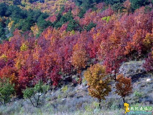 Beijing 2008: Beijing aprueba nuevo parque forestal para Juegos Olímpicos 6