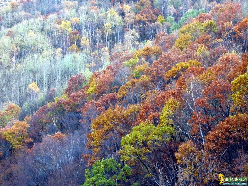 Beijing 2008: Beijing aprueba nuevo parque forestal para Juegos Olímpicos 10