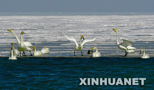 El hermoso lago de Qinghai1