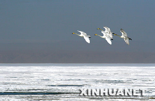 El hermoso lago de Qinghai3