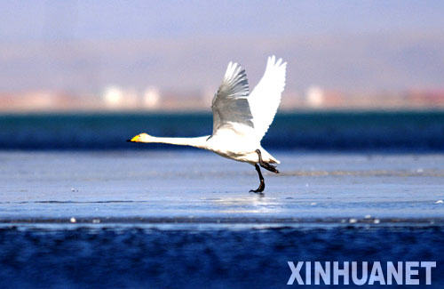 El hermoso lago de Qinghai5