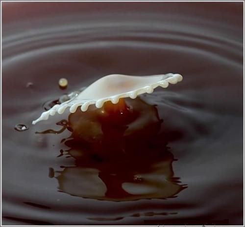 Una gota de leche cae en café 8