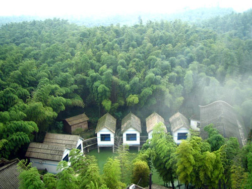 Mar de bambúes en Sichuan1