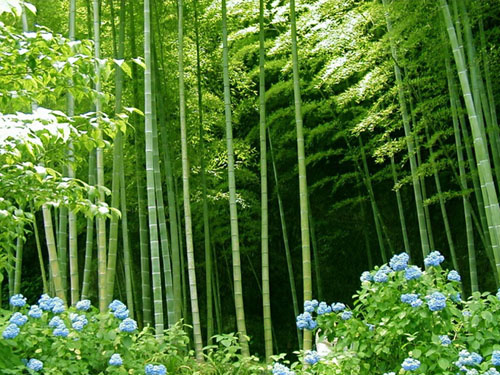 Mar de bambúes en Sichuan3
