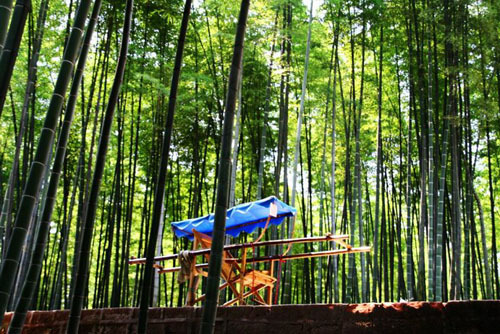 Mar de bambúes en Sichuan4
