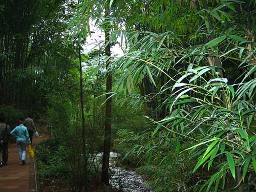 Mar de bambúes en Sichuan7