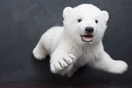 Flocke, cachorro de oso polar precioso 1
