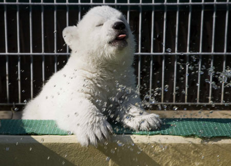 Flocke, cachorro de oso polar precioso 3