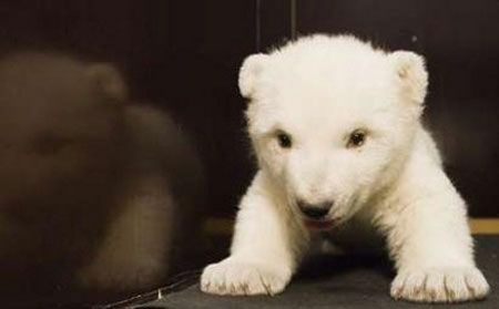 Flocke, cachorro de oso polar precioso 5