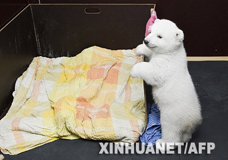 組圖：德國紐倫堡動物園飼養(yǎng)小北極熊