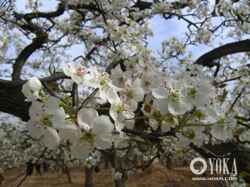 Cuatro lugares para admirar flores durante la primavera en el sur de China 3