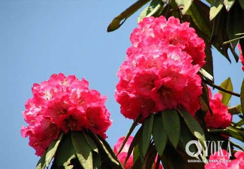 Cuatro lugares para admirar flores durante la primavera en el sur de China 4