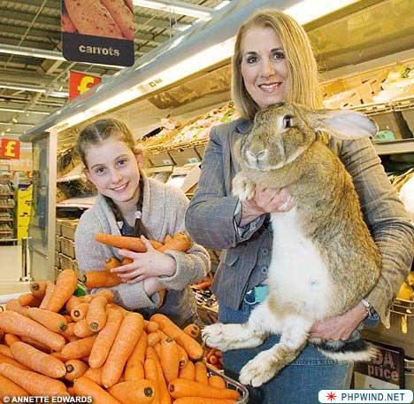 El conejo más grande del mundo 3