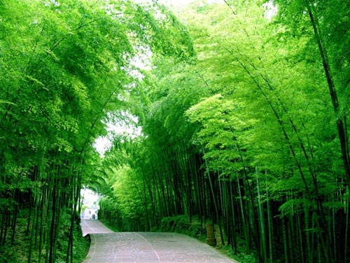 Los 10 bosques hermosos de China5