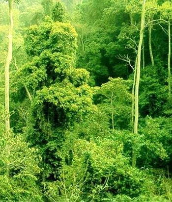 Los 10 bosques hermosos de China9