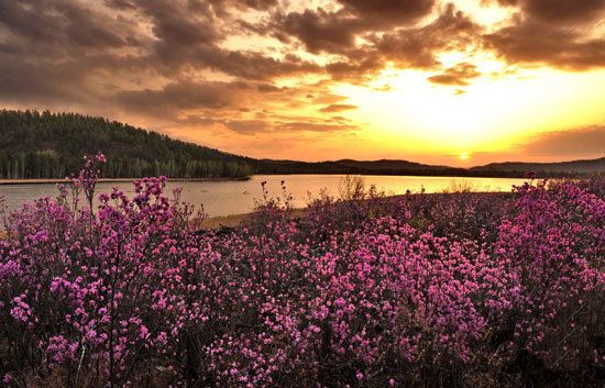 Florecen las azaleas,noreste de China2