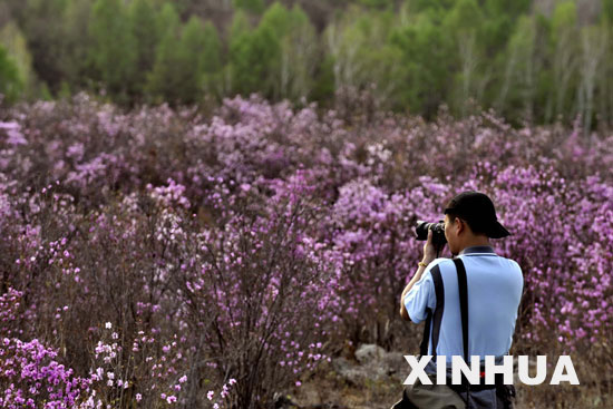 Florecen las azaleas,noreste de China3