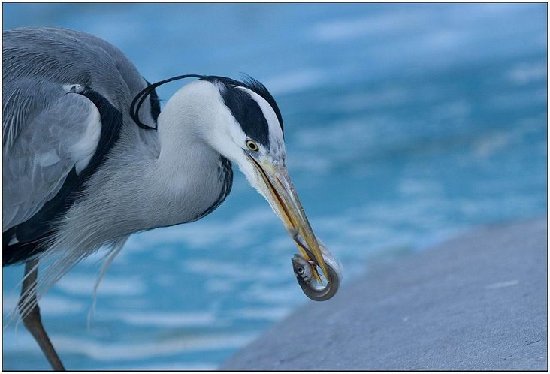 Maravilloso mundo de los animales 2