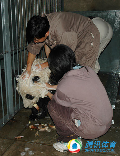 El primer baño de los pandas gigantes olímpicos tras el terremoto 2