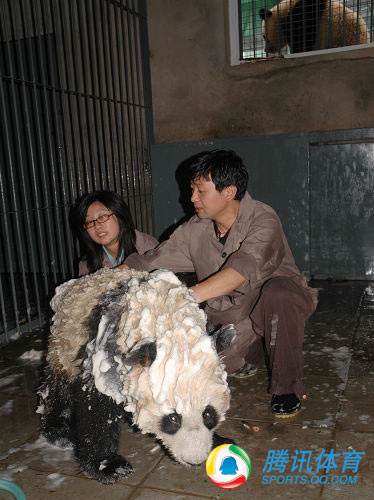 El primer baño de los pandas gigantes olímpicos tras el terremoto 4