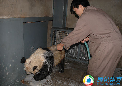 El primer baño de los pandas gigantes olímpicos tras el terremoto 6