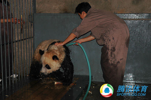 El primer baño de los pandas gigantes olímpicos tras el terremoto 7