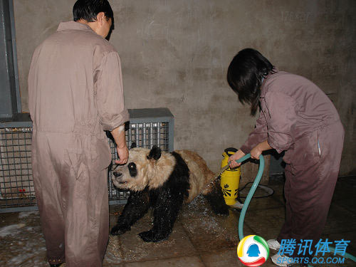 El primer baño de los pandas gigantes olímpicos tras el terremoto 8