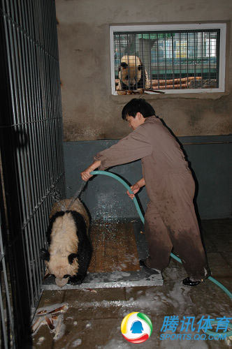 El primer baño de los pandas gigantes olímpicos tras el terremoto 9