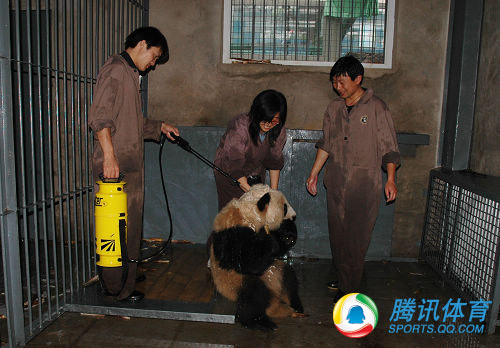 El primer baño de los pandas gigantes olímpicos tras el terremoto 10