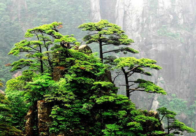 Las Montañas Amarillas (Huangshan) 14