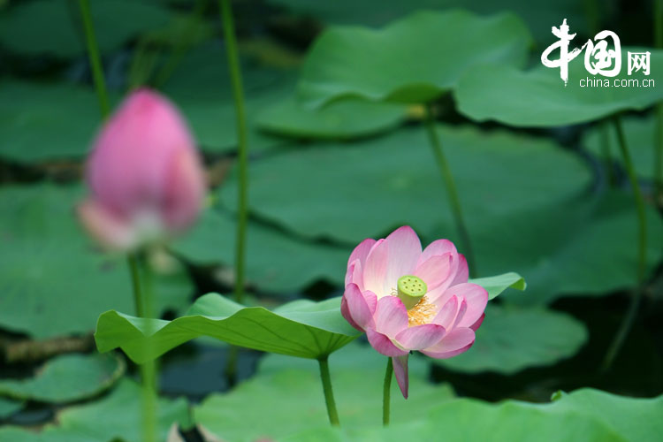 Bellas flores de loto en el parque Yuanmingyuan 2