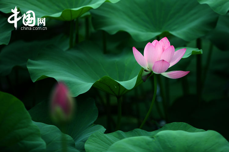 Bellas flores de loto en el parque Yuanmingyuan 3