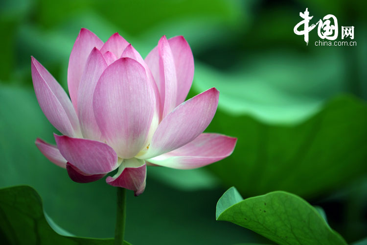 Bellas flores de loto en el parque Yuanmingyuan 4