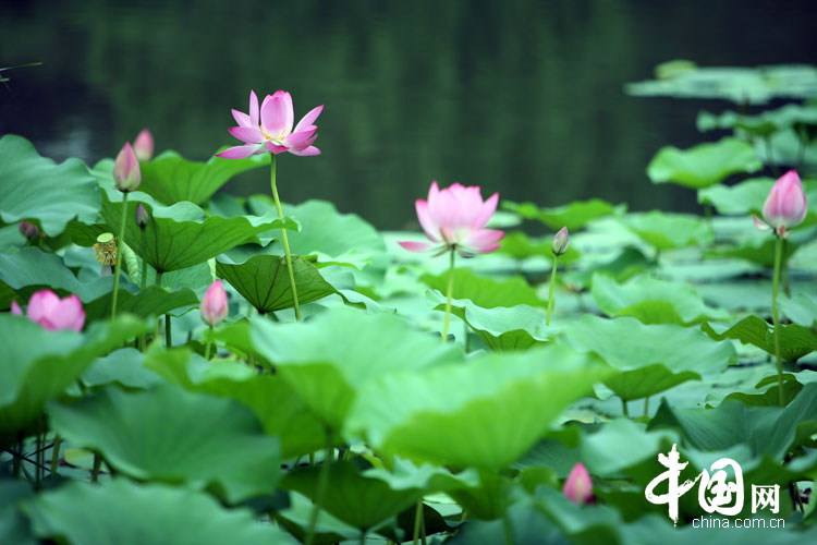 Bellas flores de loto en el parque Yuanmingyuan 5