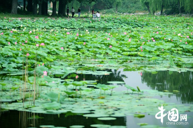 Bellas flores de loto en el parque Yuanmingyuan 6
