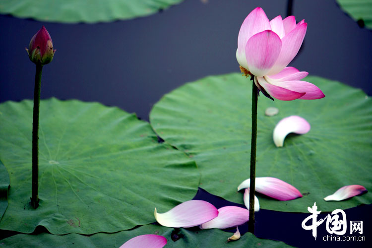 Bellas flores de loto en el parque Yuanmingyuan 7
