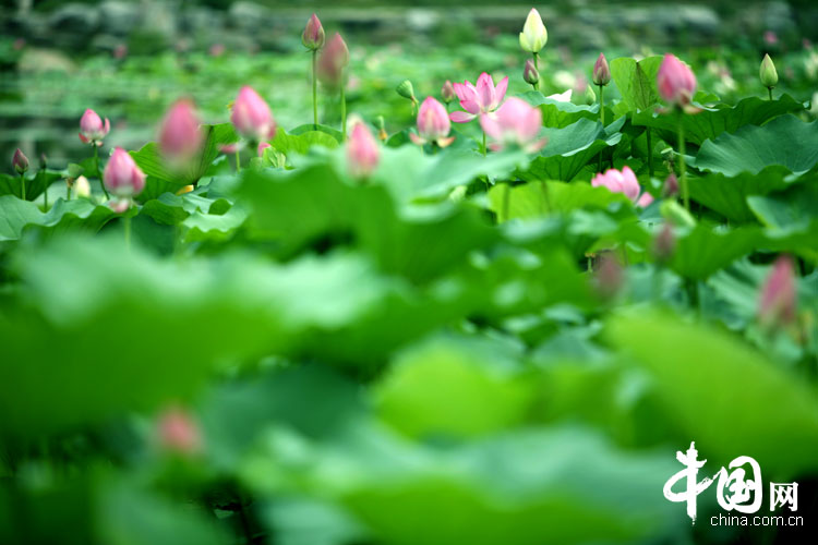 Bellas flores de loto en el parque Yuanmingyuan 8