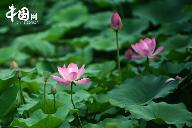 Bellas flores de loto en el parque Yuanmingyuan 9