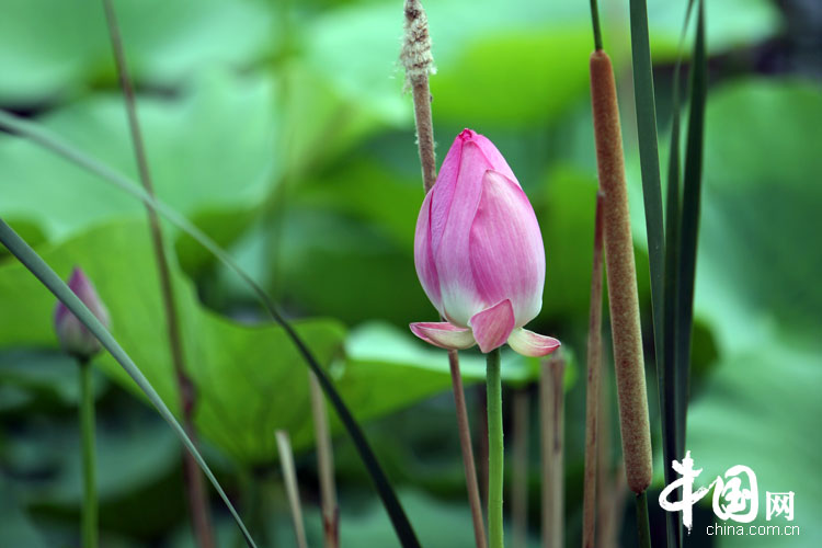 Bellas flores de loto en el parque Yuanmingyuan 11